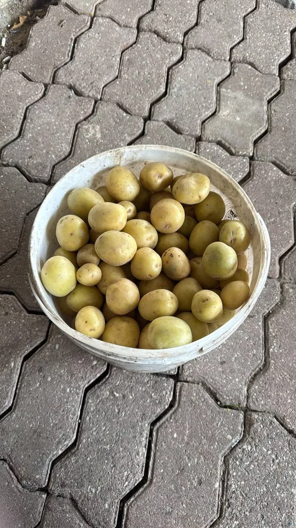Картофель