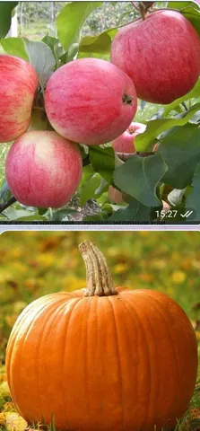 Тыква, яблоки редких сортов, мёд