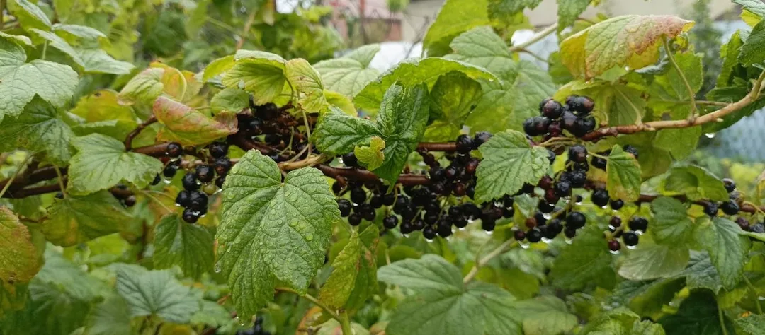 Смородина белая и красная, крыжовник, молодой чеснок — фото 11