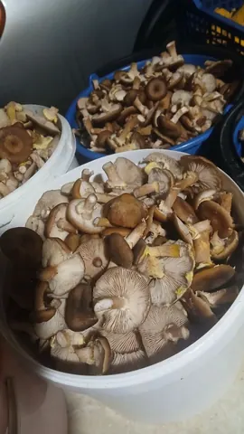 Свежие опята, перебранные