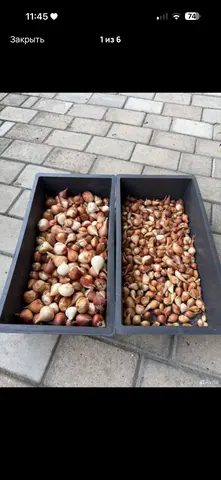 Луковицы тюльпанов
