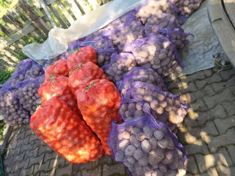 Картофель белорусский для зимнего хранения