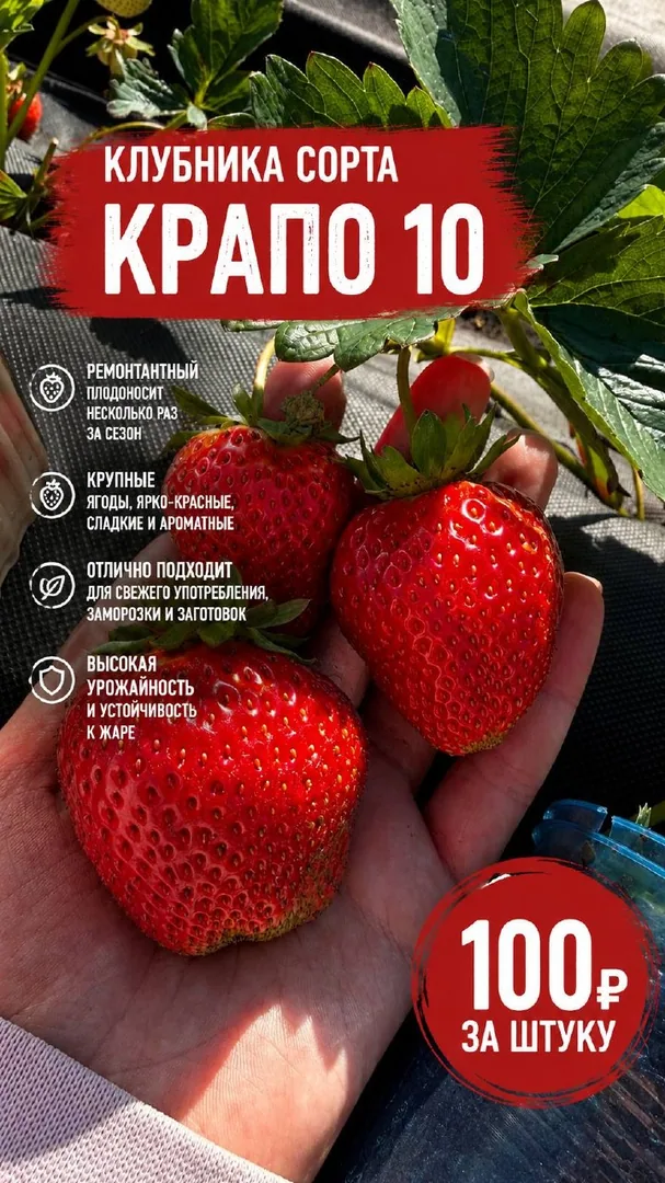 Саженцы клубники «Крапа» и «Мальвина» — фото 5