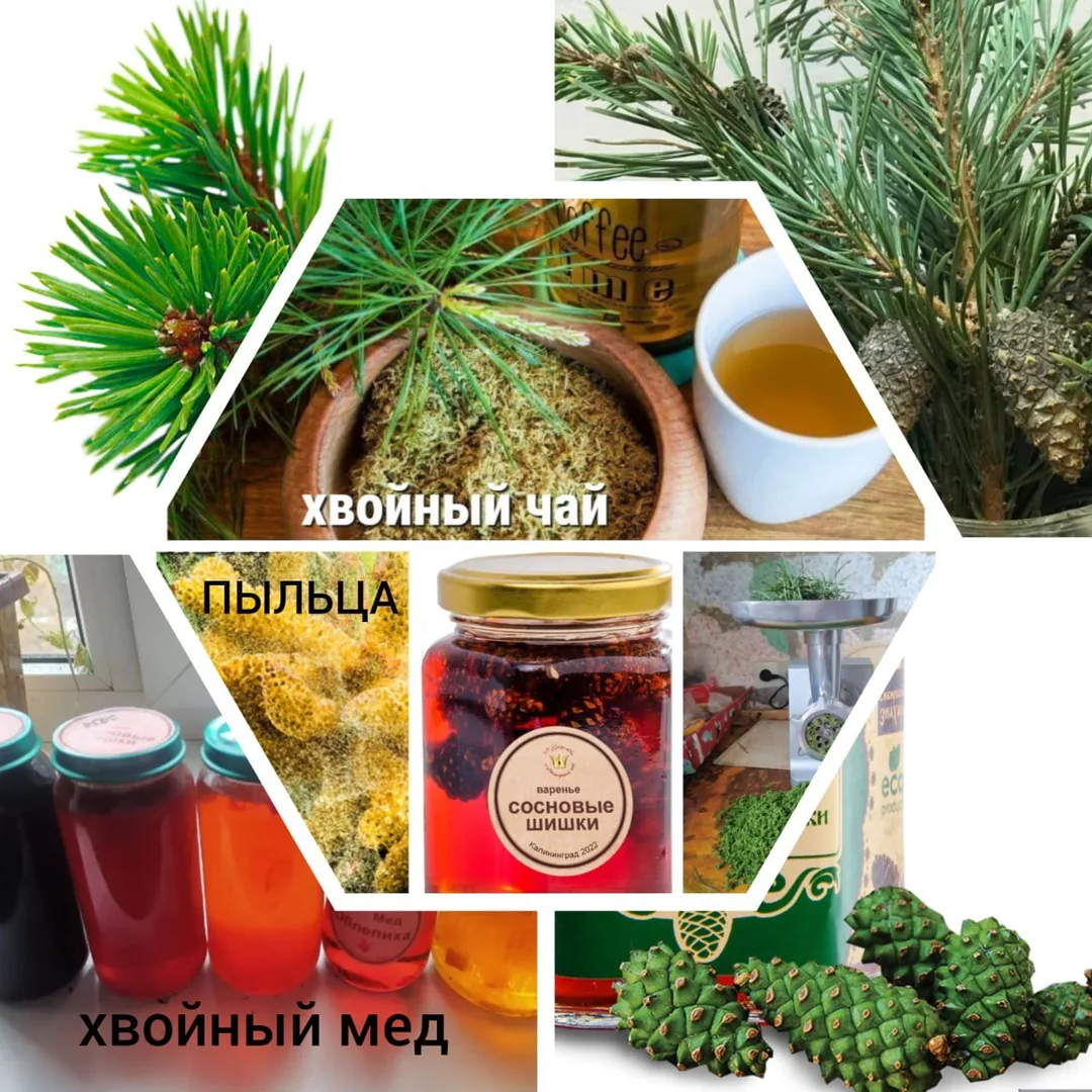 Лесные дары: сосновый чай, мёд, варенье из шишек, ягоды