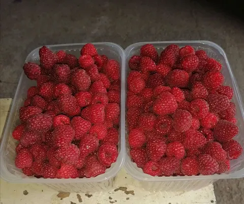 Малина, самосбор