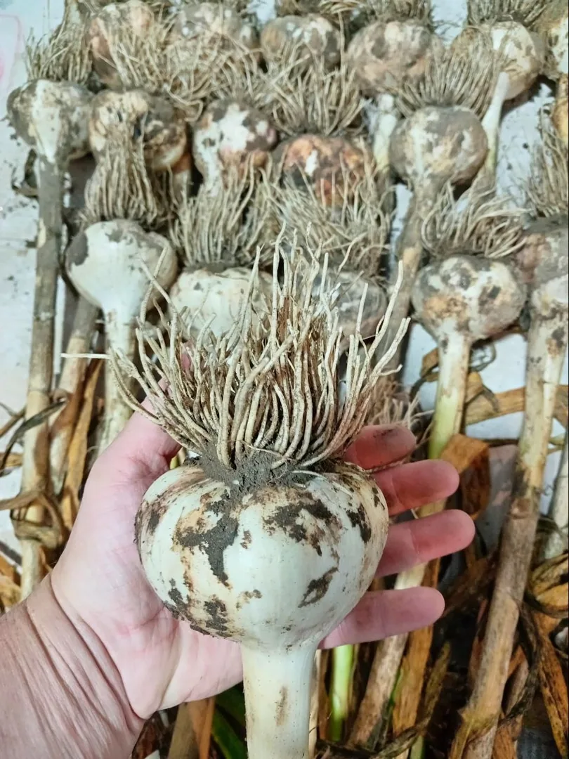 Озимый чеснок Алькор, крупноплодный
