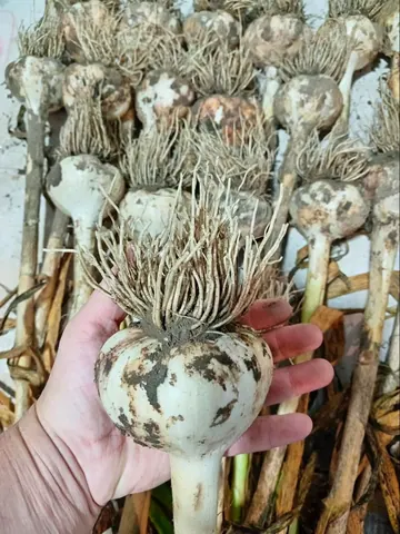 Озимый чеснок Алькор, крупноплодный