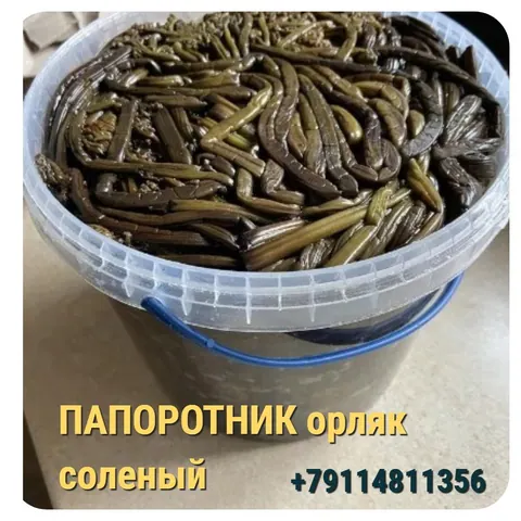 Папоротник орляк солёный, соки и настойка из лопуха