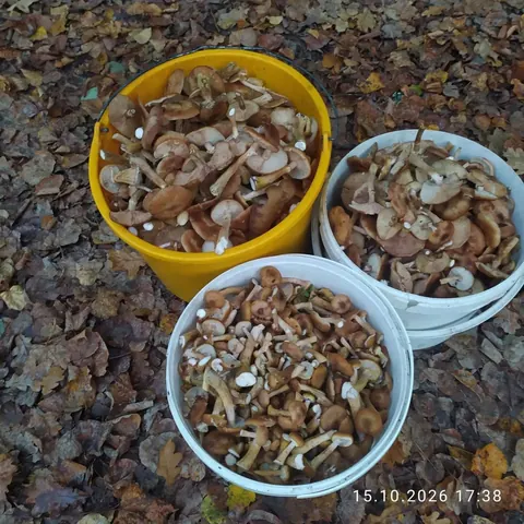 Опята, чёрные груздюшки солёные, чага и настойки