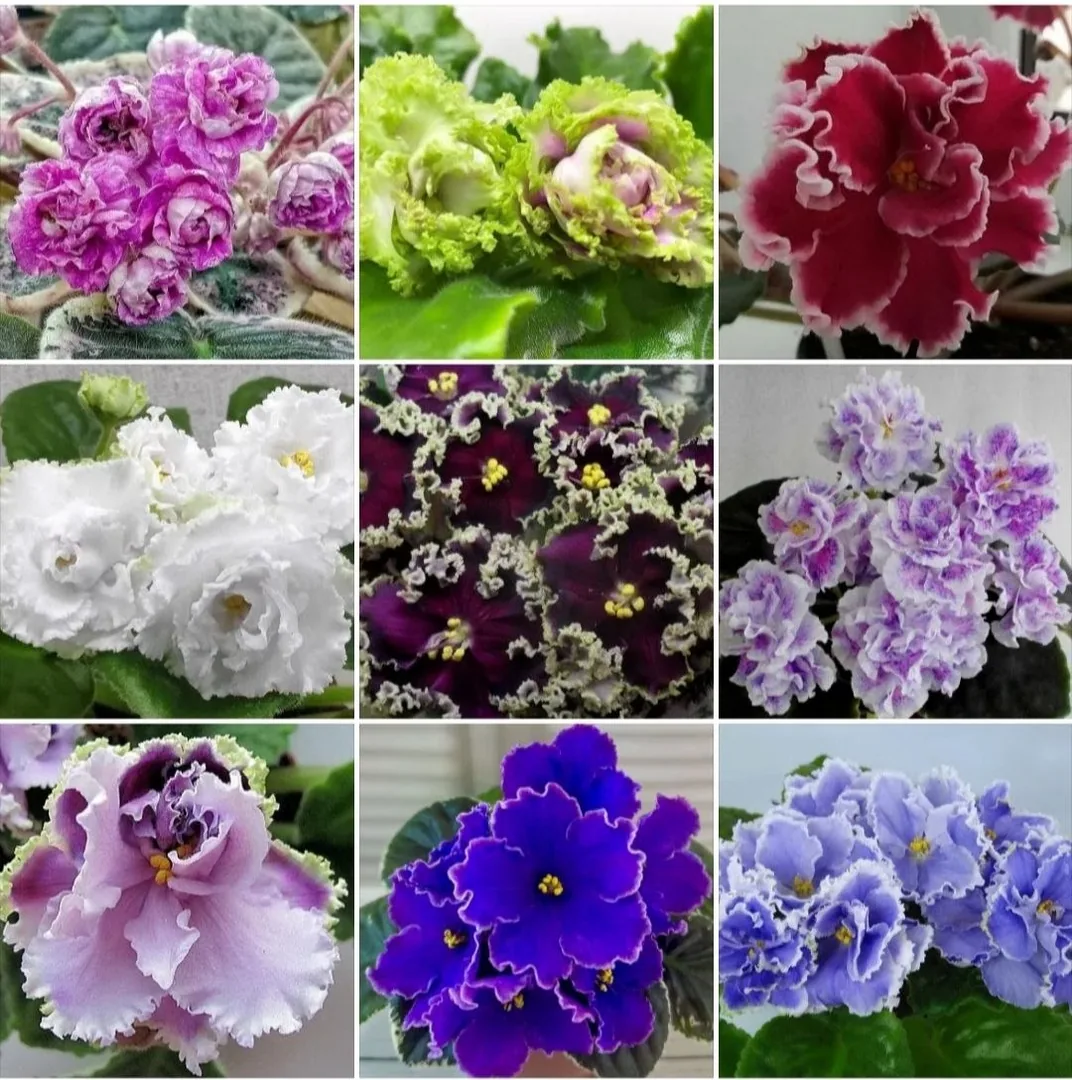 Детки и укоренённые черенки сортовых сенполий