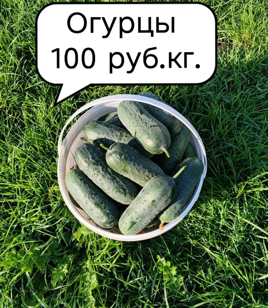 Свежие огурцы на салат и переработку