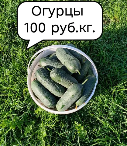 Свежие огурцы на салат и переработку