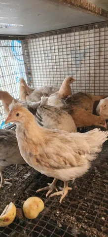 Курочки разных пород, цыплята бройлера под заказ