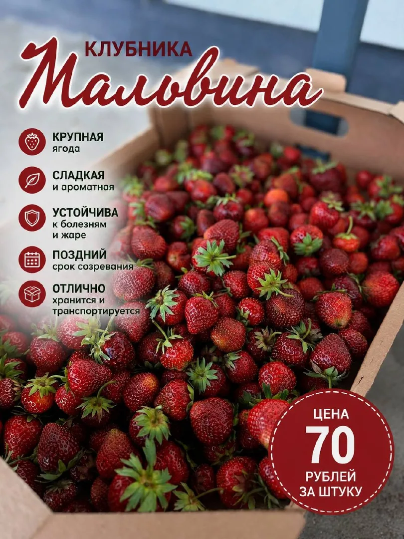 Саженцы клубники «Крапа» и «Мальвина» — фото 4