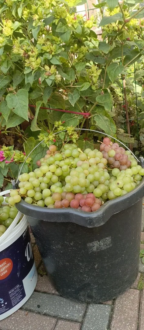 Виноград белый и розовый, яблоки