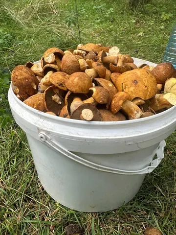 Лесные грибы: боровик, маслёнок, опята
