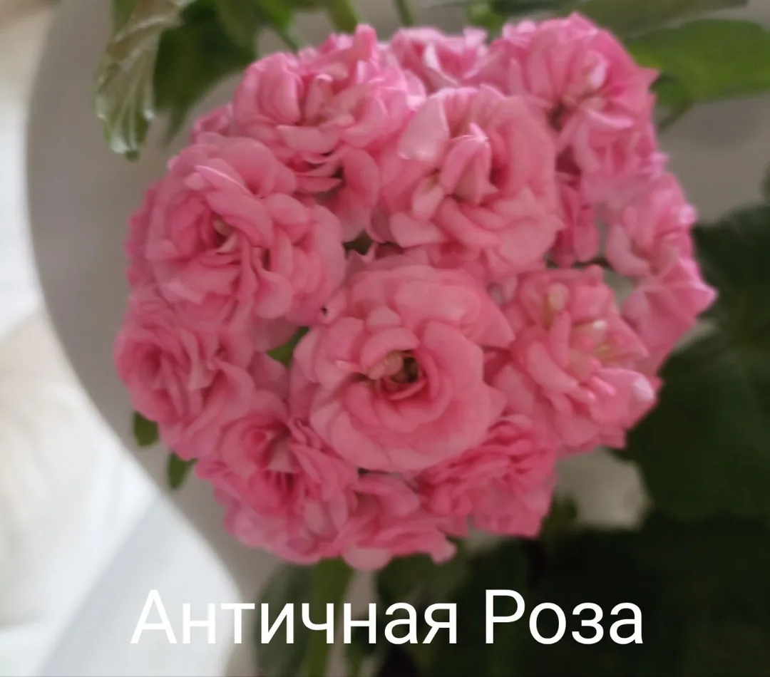 Пеларгония сортовая