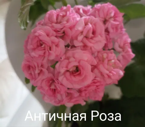 Пеларгония сортовая