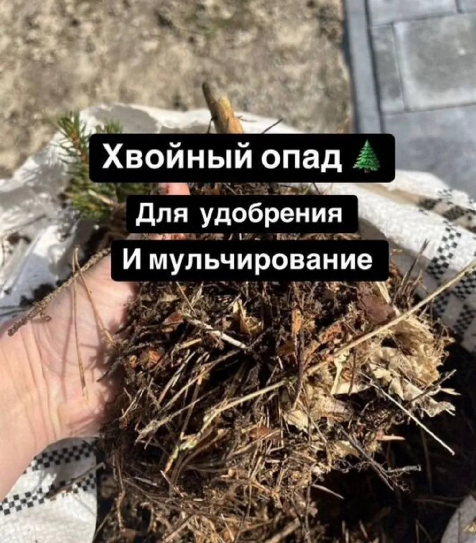 Хвойный опад с микоризой, посадка голубики под ключ