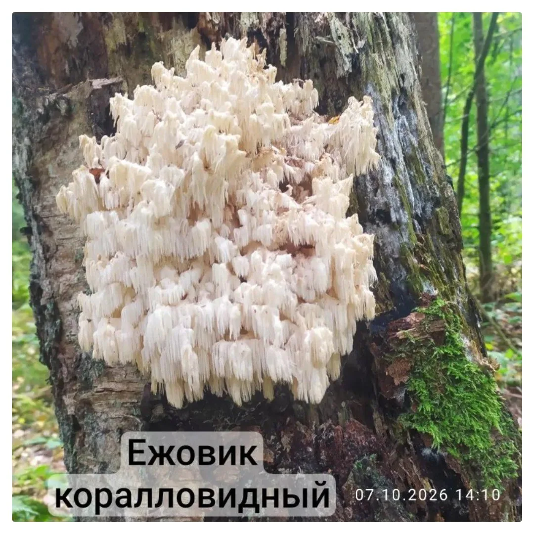 Настойки на лесных грибах и травах