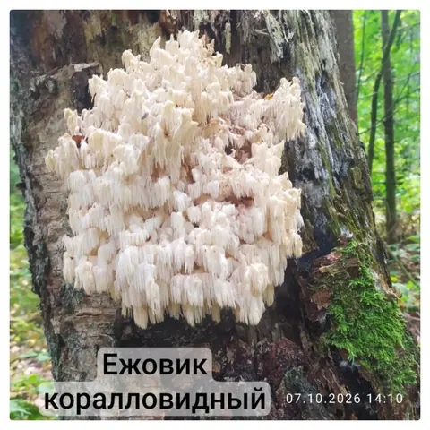 Настойки на лесных грибах и травах