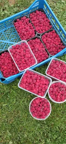 Малина свежесобранная