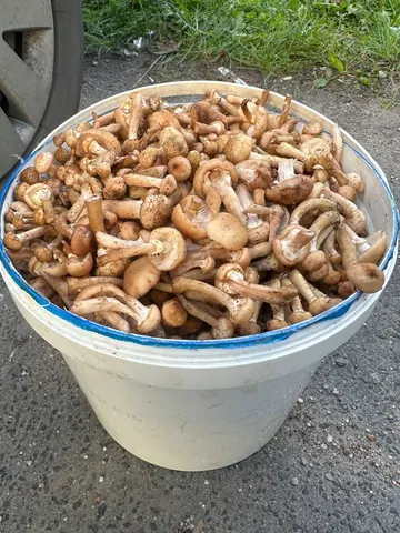 Опята маленькие, чистые