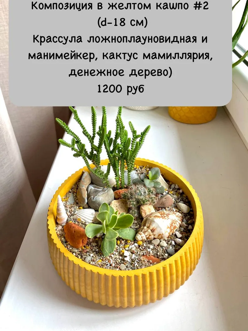 Композиции из живых растений к Дню учителя