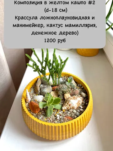 Композиции из живых растений к Дню учителя