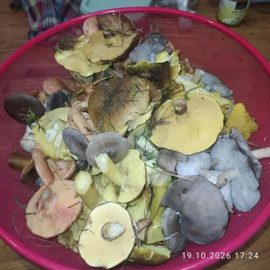 Лесные грибы ассорти, грузди, чага, папоротник