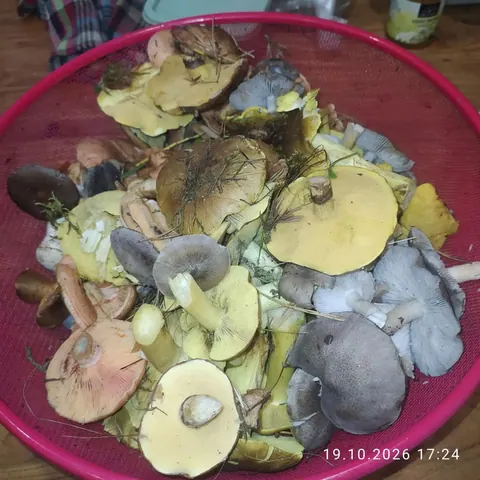 Лесные грибы ассорти, грузди, чага, папоротник
