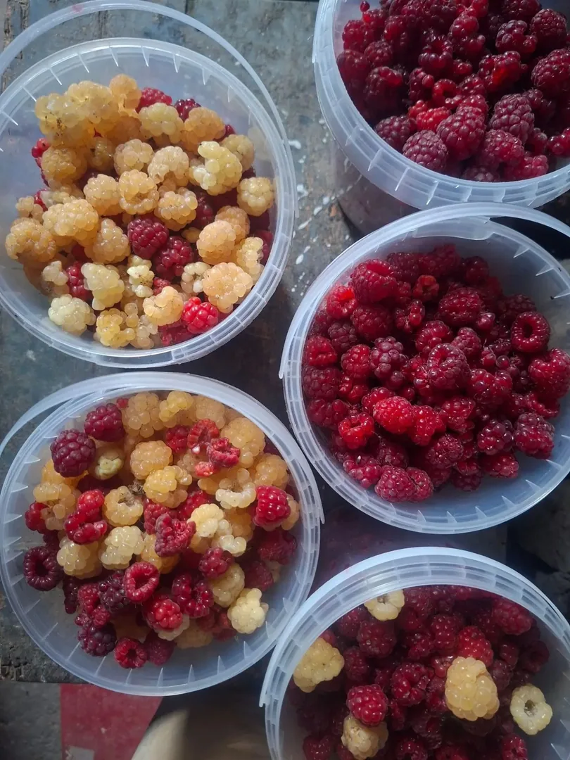 Малина