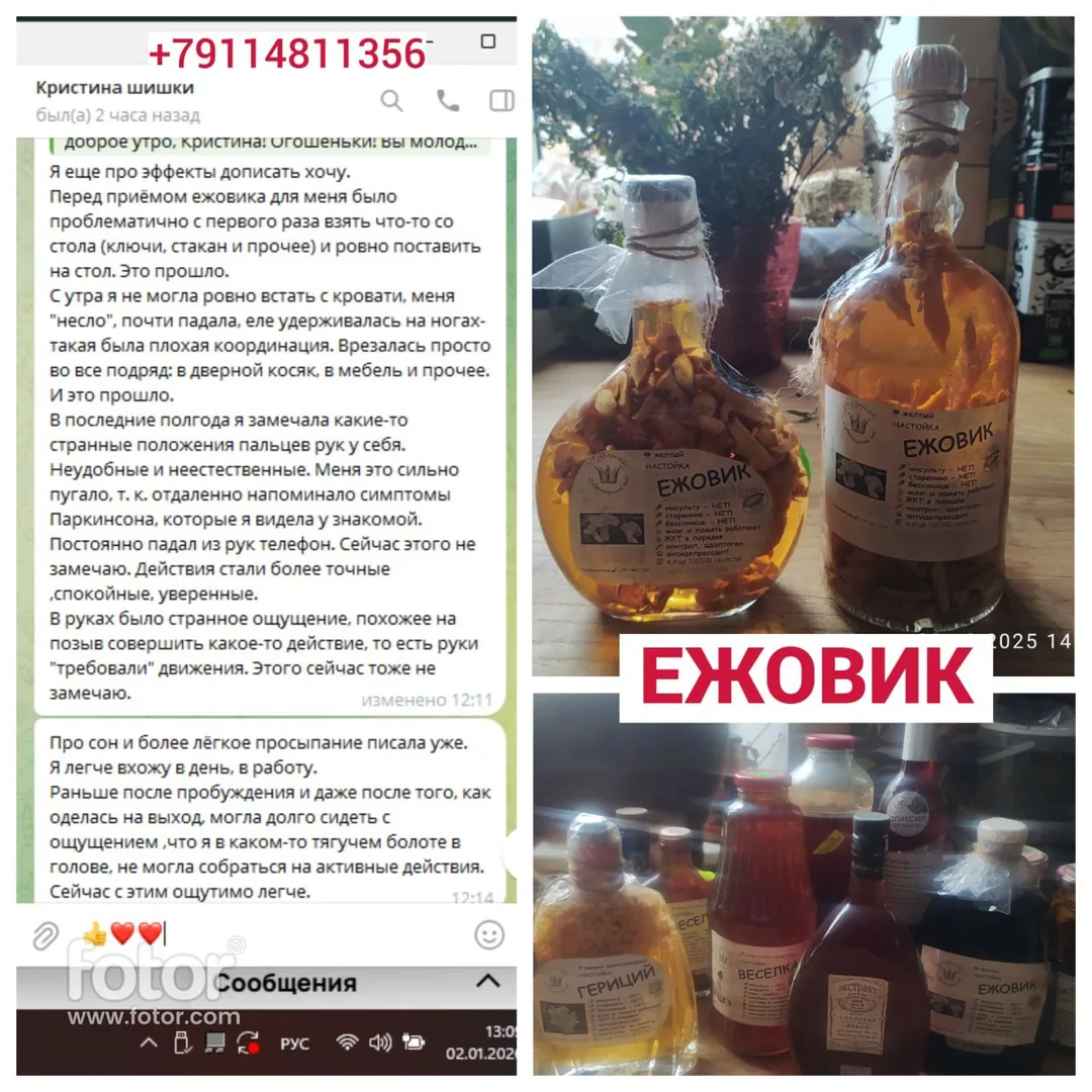 Настойка ежовика, девясил, сосновые шишки — фото 2