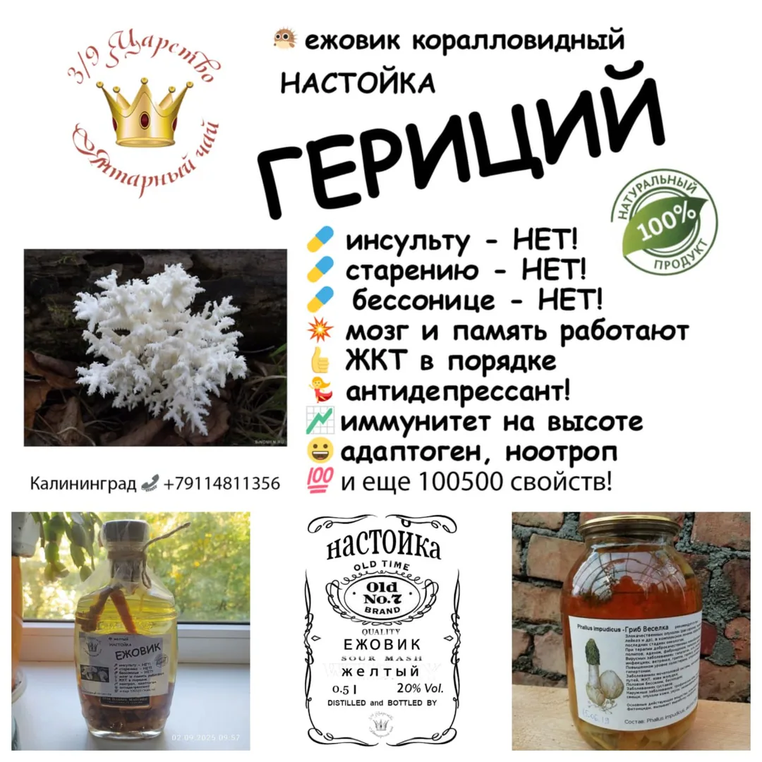 Настойка ежовика, настойка девясила, корень девясила — фото 2
