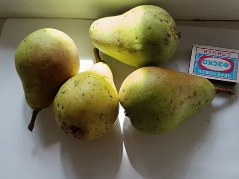 Груши, собраны с дерева