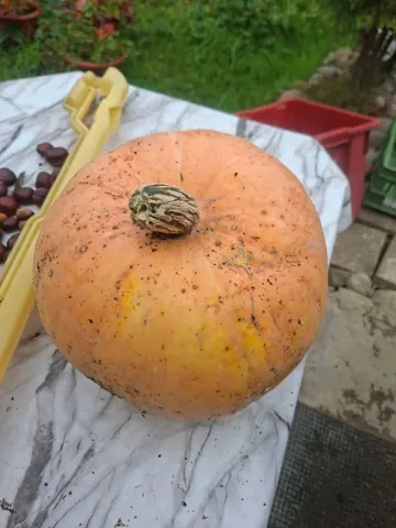 Тыква, продажа