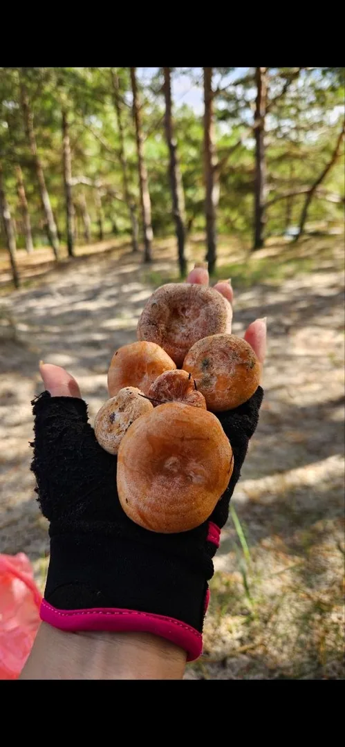 Сосновые рыжики — фото 3