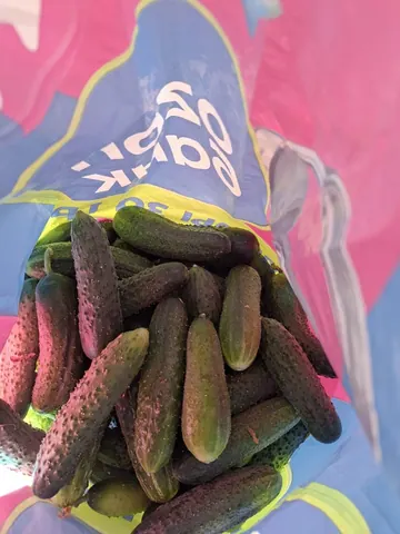 Домашние огурцы, излишки