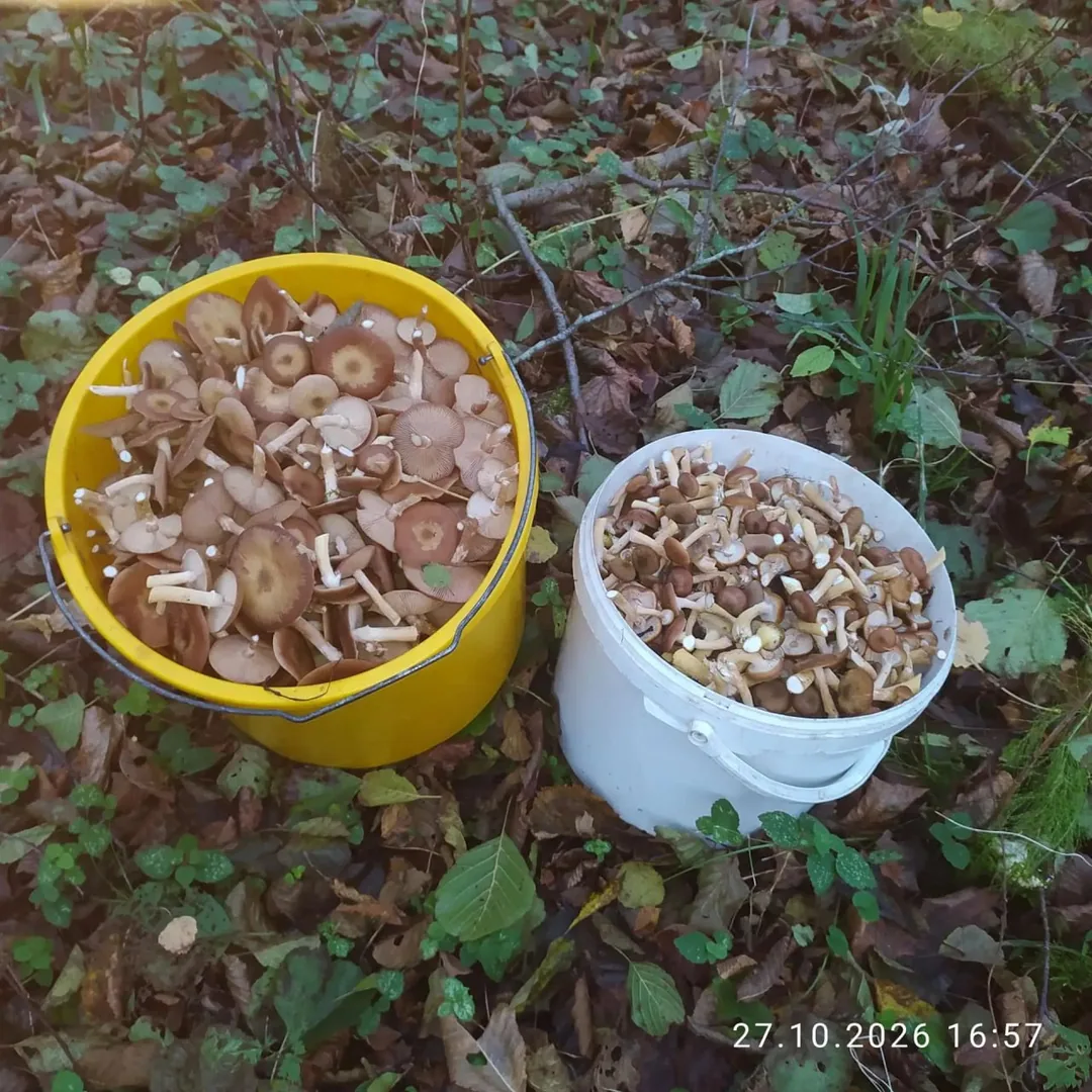 Опята, черные грузди, чага, папоротник из леса — фото 2