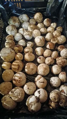 Веселка свежая