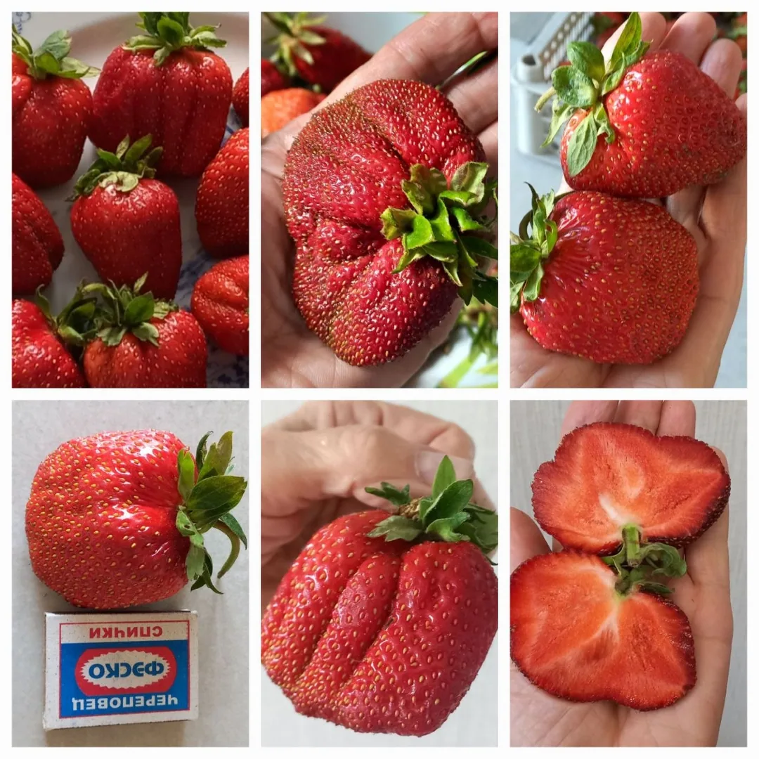 Укоренённая клубника, купчиха и малинка, предзаказ — фото 10