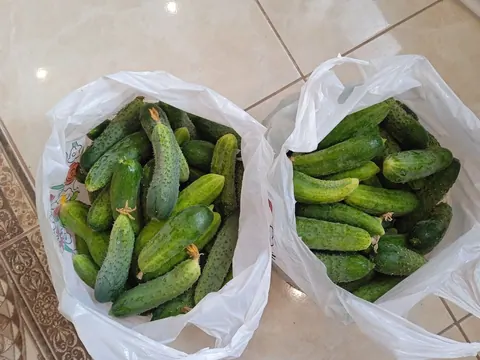 Огурцы
