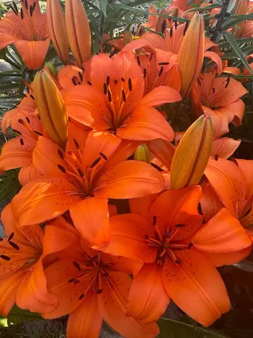 Луковицы лилии азиатской Orange Summer
