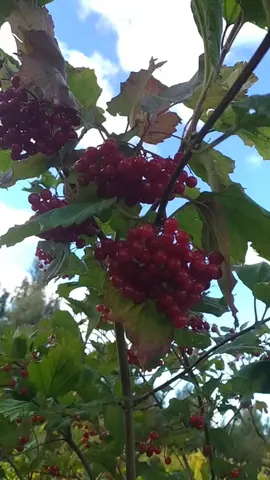 Калина, шиповник, бузина и другие ягоды, лесные грибы и папоротник