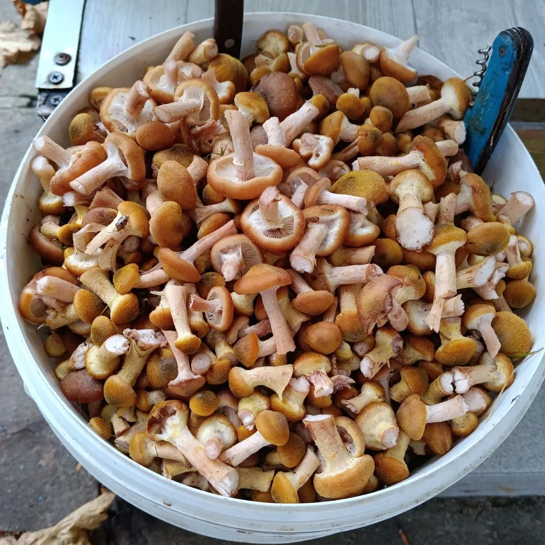 Маринованные опята, варенья, перетёртая смородина, чеснок — фото 3