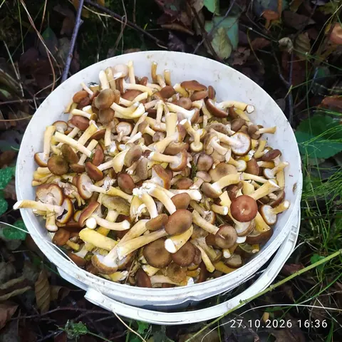 Опята, черные грузди, чага, папоротник из леса