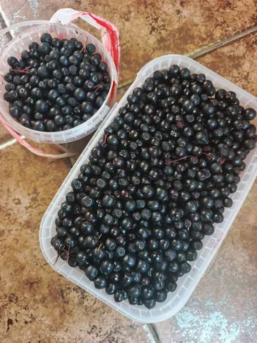 Черноплодная рябина
