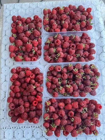 Малина сортовая, свежесобранная