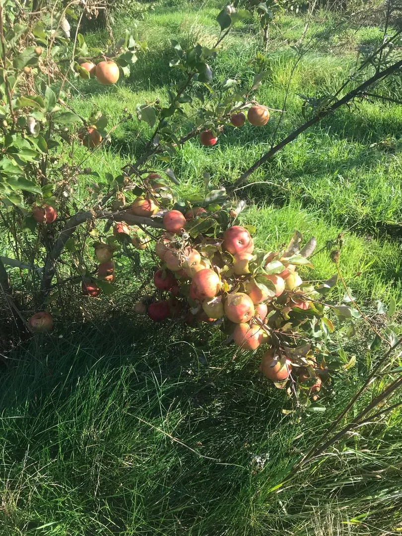 Яблоки, кинза, укроп, картофель, огурцы