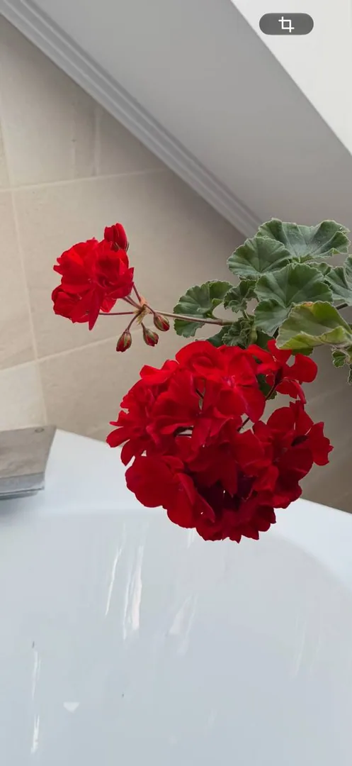 Замиокулькасы и пеларгония, комнатные растения